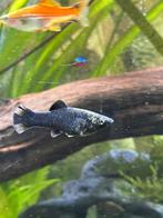 Gratis Molly’s of ruilen tegen planten/ vissen, Dieren en Toebehoren, Vis, Zoetwatervis, Schoolvis