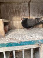 Laudino murciano, Dieren en Toebehoren, Vogels | Duiven, Vrouwelijk, Kropper