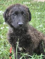 Milka zoekt baasje, Dieren en Toebehoren, Honden | Niet-rashonden, Particulier, Rabiës (hondsdolheid), 15 weken tot 1 jaar, Buitenland