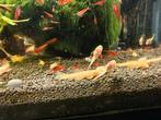 Jonge albino ancistrus algeneters. Drie voor € 3,00., Vis