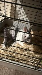 Konijn, Dieren en Toebehoren, Konijnen, Mannelijk, Middelgroot, 3 tot 5 jaar