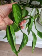 epipremnum shangri-la stek, Ophalen of Verzenden, Halfschaduw, Minder dan 100 cm