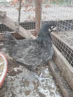 Jonge hennen Bleu des Landes - groot ras, Dieren en Toebehoren, Pluimvee, Vrouwelijk, Kip