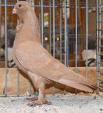 Figurita gezocht, Dieren en Toebehoren, Vogels | Overige Vogels, Mannelijk