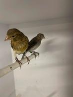 2 raza mannen, Dieren en Toebehoren, Vogels | Kanaries, Mannelijk, Postuurkanarie