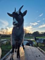 Landgeitjes, Dieren en Toebehoren, Vogels | Duiven, Vrouwelijk, Postduif