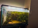 Aquarium superfish 110 liter met onderkast, Dieren en Toebehoren, Vissen | Aquaria en Toebehoren, Ophalen, Zo goed als nieuw, Gevuld zoetwateraquarium