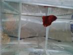 Betta splendens super delta kempvis man, Vis, Zoetwatervis