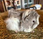 Jong cavia mannetje (Peruvian x borstel), Januari, Mannelijk, Cavia