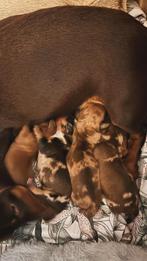 Dwerg teckel pups, Parvo, 8 tot 15 weken, Korthaar, Dwerg