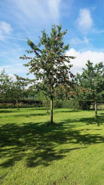 Hoogstam fruitbomen snoeien. beschikbaar voor biedingen