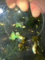 🐉🐠🐟metal green dragon 🐠🐉🐟guppen ,guppy,gup, Dieren en Toebehoren, Vissen | Aquariumvissen, Vis, Zoetwatervis