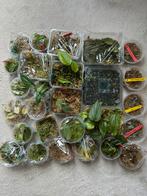 Wetsticks philodendron, scindapsus (stek) etc, zie adv, Ophalen of Verzenden, Overige soorten, Minder dan 100 cm