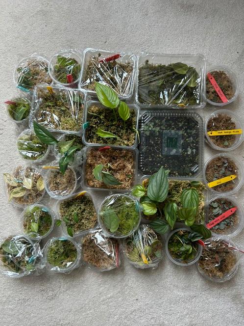 Wetsticks philodendron, scindapsus (stek) etc, zie adv, Huis en Inrichting, Kamerplanten, Overige soorten, Minder dan 100 cm, Ophalen of Verzenden