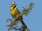 Te koop groene kardinalen, Dieren en Toebehoren, Vogels | Overige Vogels, Meerdere dieren, Wildzangvogel, Geringd