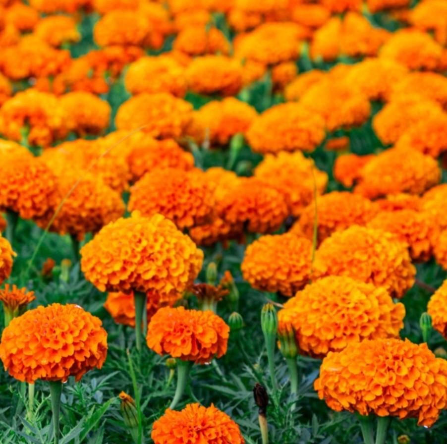 De mooiste en goedkoopste Biologische Zaden, Ophalen of Verzenden, Volle zon