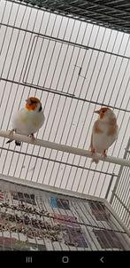 Putters Major, Dieren en Toebehoren, Meerdere dieren, Wildzangvogel