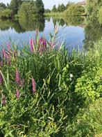 Te koop en te huur verblijf 365 dagen in de natuur, Huizen en Kamers, Recreatiewoningen te koop, Chalet, Gelderland