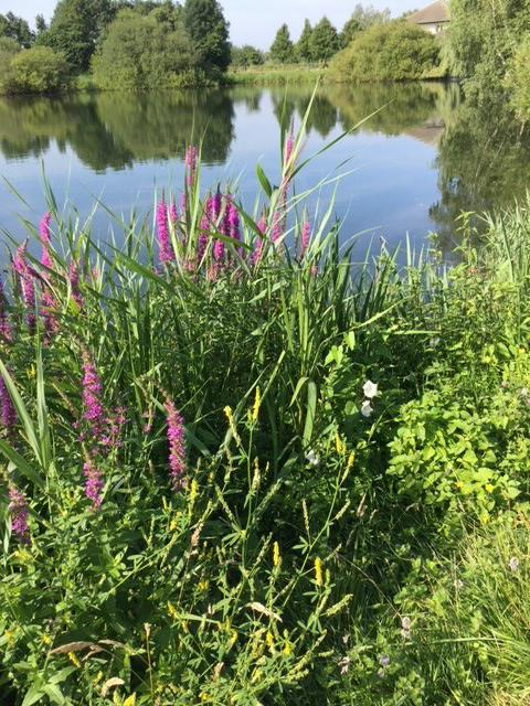 Te koop en te huur verblijf 365 dagen in de natuur, Huizen en Kamers, Recreatiewoningen te koop, Gelderland, Chalet
