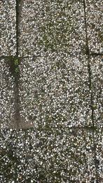 Gratis grindtegels 50x50 en 40x60, Tuin en Terras, Ophalen, Gebruikt, Beton, Terrastegels