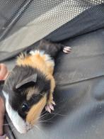 Jonge cavia, Dieren en Toebehoren, Knaagdieren, Cavia, Augustus, Mannelijk, Tam
