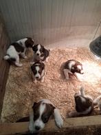 Prachtige kooiker pups van platteland, Overige rassen, Meerdere, Meerdere dieren, Nederland
