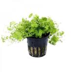 hydrocotyle tripartita €4,95, Dieren en Toebehoren, Vissen | Aquaria en Toebehoren, Ophalen of Verzenden, Nieuw, Plant(en), Steen of Hout