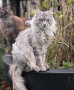 maine coon poesjes, Dieren en Toebehoren, Poes, Gechipt, 0 tot 2 jaar