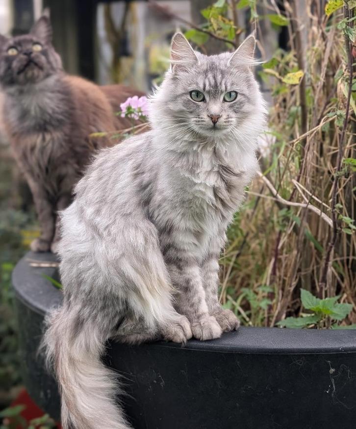 maine coon poesjes, Dieren en Toebehoren, Katten en Kittens | Raskatten | Langhaar, Poes, 0 tot 2 jaar, Gechipt, Ontwormd, Ingeënt