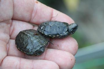 europese moerasschildpad beschikbaar voor biedingen