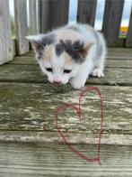 3 kittens te koop, Dieren en Toebehoren, Katten en Kittens | Overige Katten, Meerdere dieren