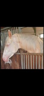 Te koop: prachtige spaanse Cremello ruin., Gechipt, B, Ruin, Dressuurpaard