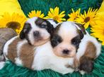 Prachtige Shih Tzu pups, Dieren en Toebehoren, Honden | Chihuahua's en Gezelschapshonden, Rabiës (hondsdolheid), Overige rassen