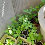 Toelsi Plantjes Te Koop € 2,50 Per Plant, Overige soorten, Vaste plant, Ophalen of Verzenden, Halfschaduw