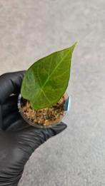 Alocasia Regal Shield, Ophalen of Verzenden, Halfschaduw, Minder dan 100 cm