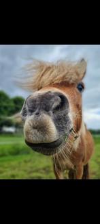 Plek vrij voor Shetlander, Dieren en Toebehoren, Stalling en Weidegang, Weidegang