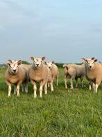 Ramlammeren, Dieren en Toebehoren, Mannelijk, Schaap