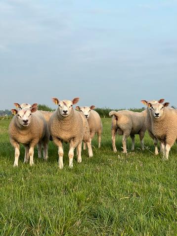 Ramlammeren beschikbaar voor biedingen
