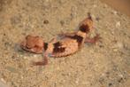 Nephrurus cinctus vrouwen, Dieren en Toebehoren, Reptielen en Amfibieën, Hagedis, 0 tot 2 jaar