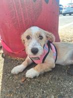 MJM Dogs Foundation: Pup A, Dieren en Toebehoren, Honden | Niet-rashonden, Particulier, Rabiës (hondsdolheid), 15 weken tot 1 jaar
