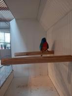 Splendid parkiet., Mannelijk, Parkiet