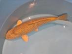 Hele mooie chagoi voor de toekomst 62 cm, Dieren en Toebehoren, Vissen | Vijvervissen, Karper of Koi