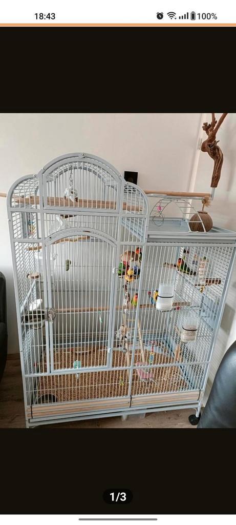 5 agapornis incl kooi., Dieren en Toebehoren, Vogels | Hokken en Kooien, Gebruikt, Vogelkooi, Metaal, Ophalen