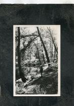 Ansicht Hilversum - Bosgezicht, Verzamelen, Ansichtkaarten | Nederland, Verzenden, 1940 tot 1960, Gelopen, Noord-Holland