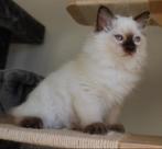 Ragdoll kitten chocolate point met stamboom, Dieren en Toebehoren, Katten en Kittens | Raskatten | Langhaar, Kater, Gechipt