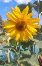 BIO zaden van gele zonnebloem uit eigen moestuin, Ophalen of Verzenden