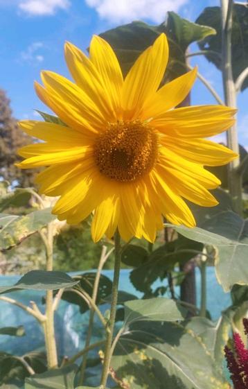 BIO zaden van gele zonnebloem uit eigen moestuin  beschikbaar voor biedingen