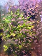 Jonge Diamant Goerami’s, Dieren en Toebehoren, Vis