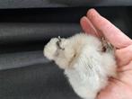 Usa zijdehoen kuikens, Dieren en Toebehoren, Geslacht onbekend, Kip