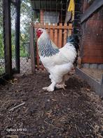 Mooie brahma haan, Dieren en Toebehoren, Mannelijk, Kip